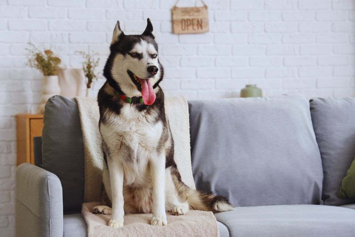 Cane seduto su divano