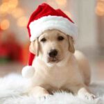 Cane con cappello Babbo Natale