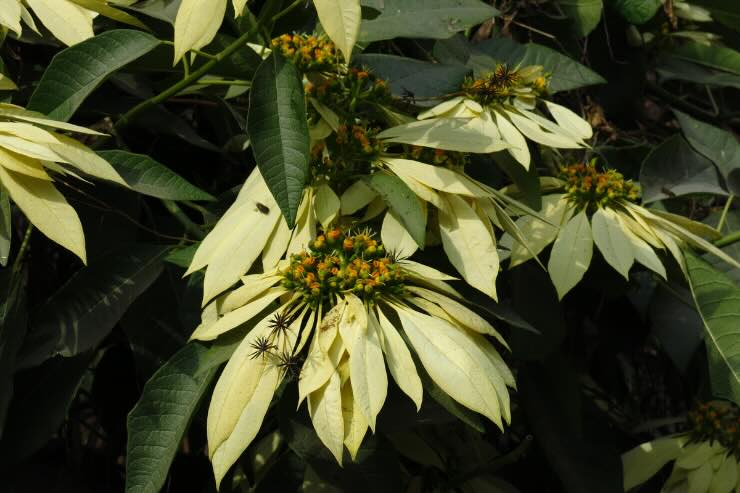 pianta con fiori giallini