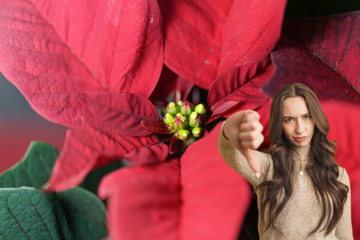 stella di natale rossa e donna con pollice in giù